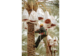 Arboryści - królowie wysokości