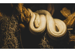 Do czego służą zawiesia wężowe