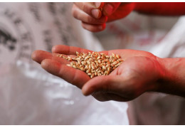 Transport żywności - co warto wiedzieć?